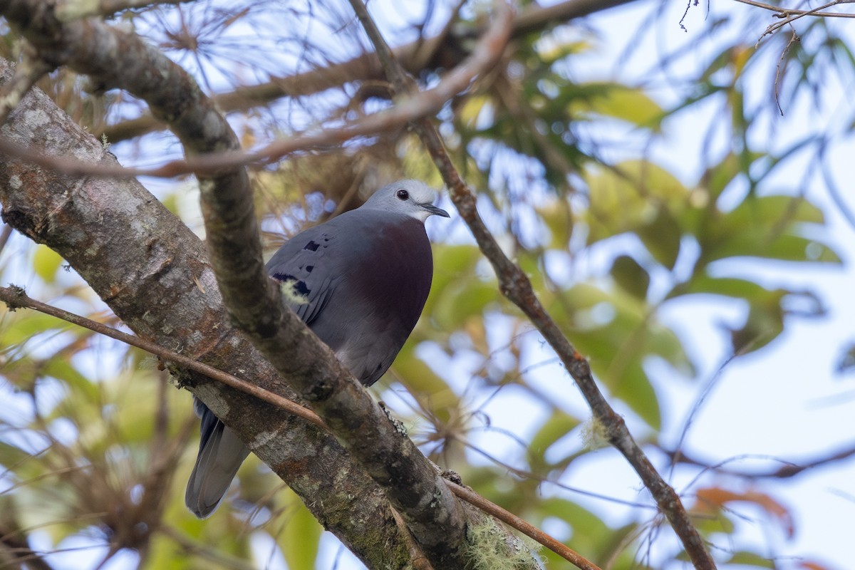 Maroon-chested Ground Dove - ML615661125