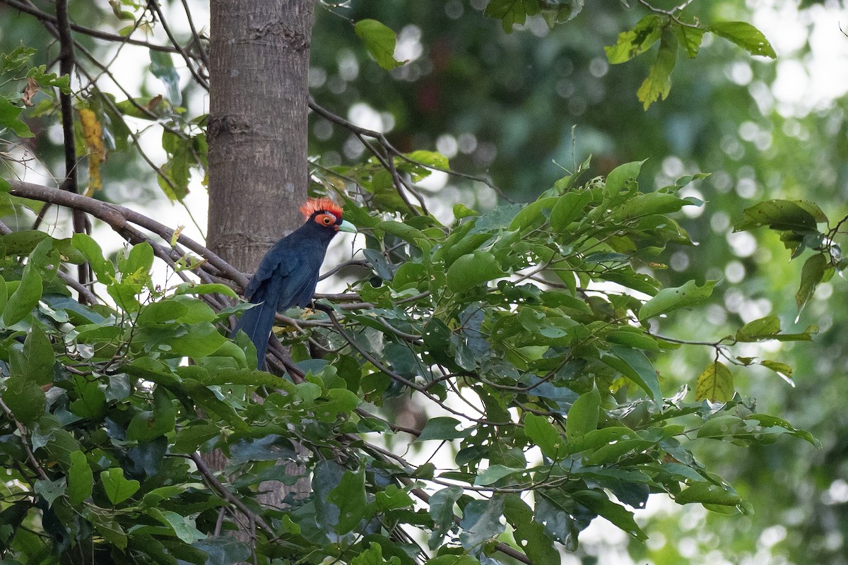 Red-crested Malkoha - ML615661227