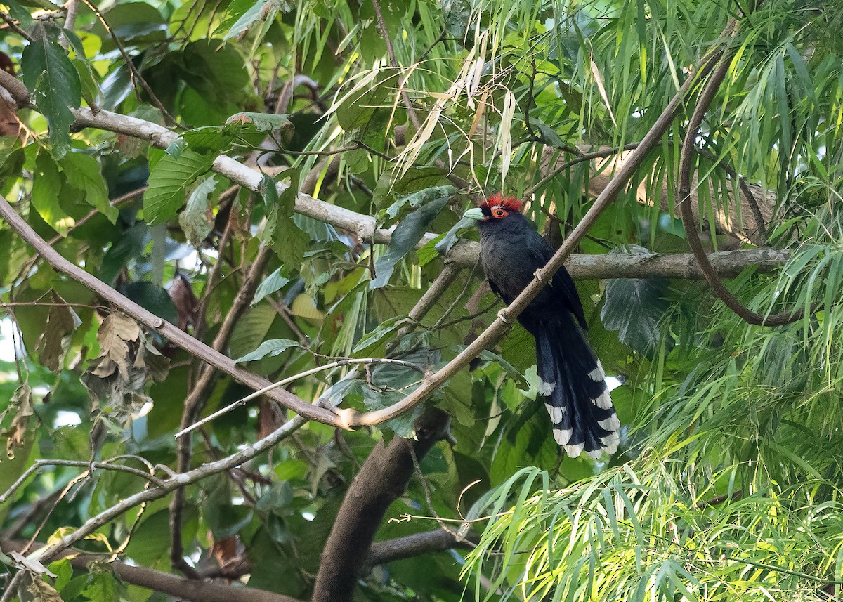 Red-crested Malkoha - ML615661232
