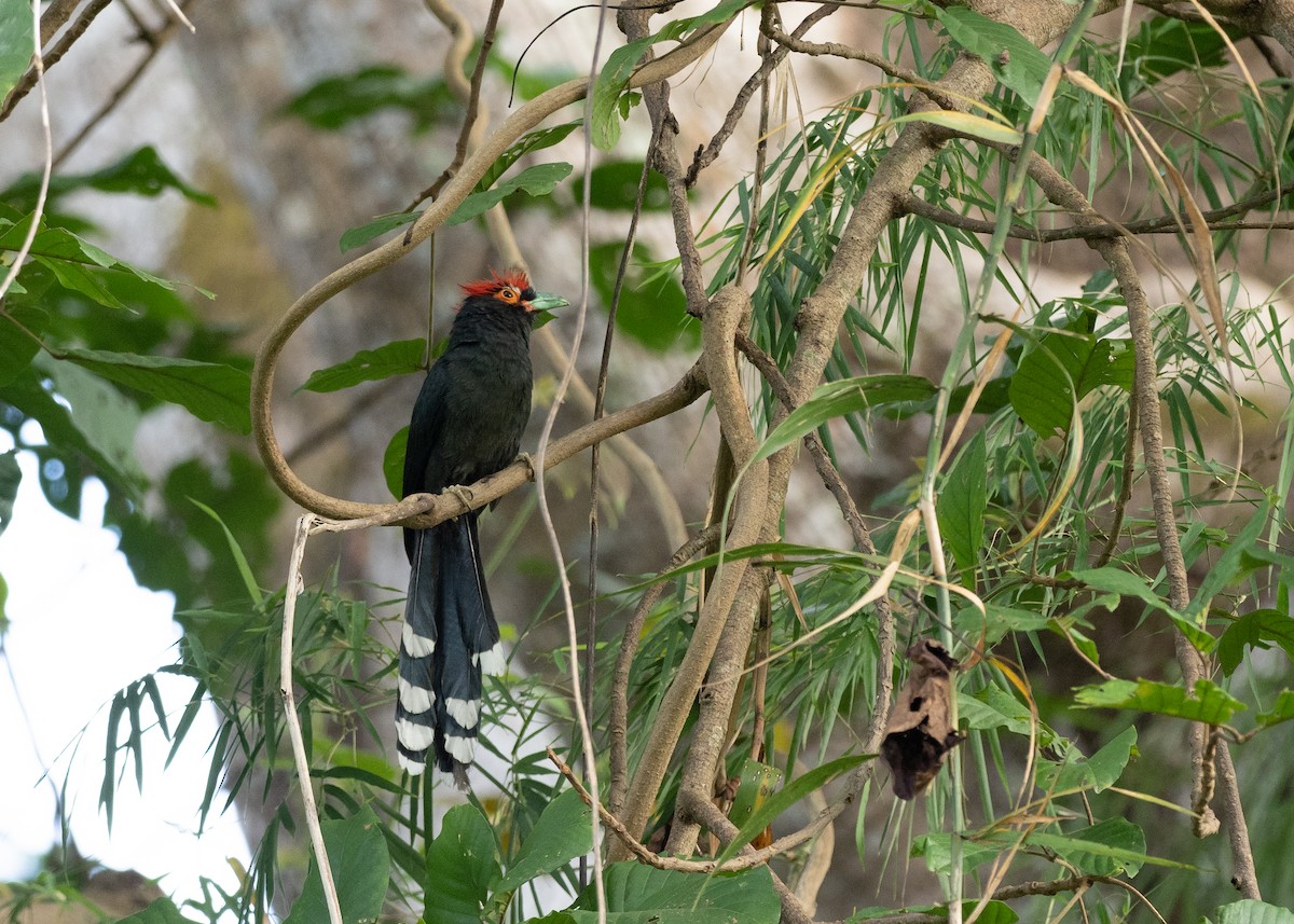 Red-crested Malkoha - ML615661234