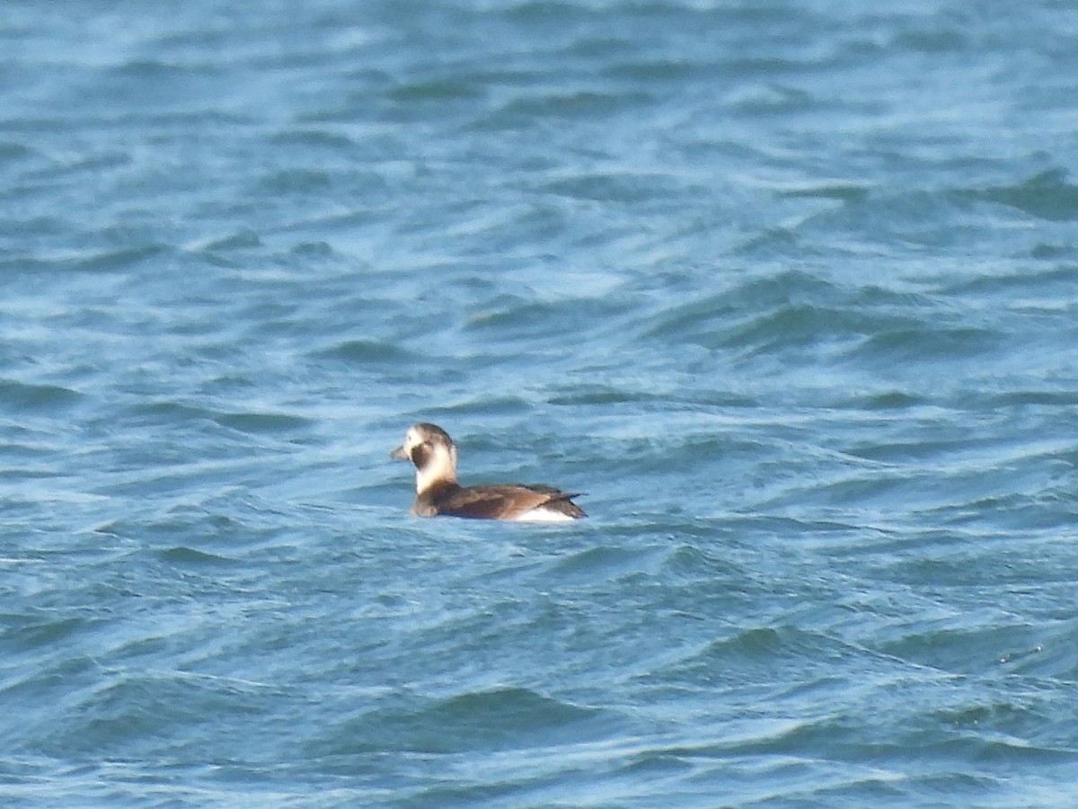 Long-tailed Duck - ML615661288