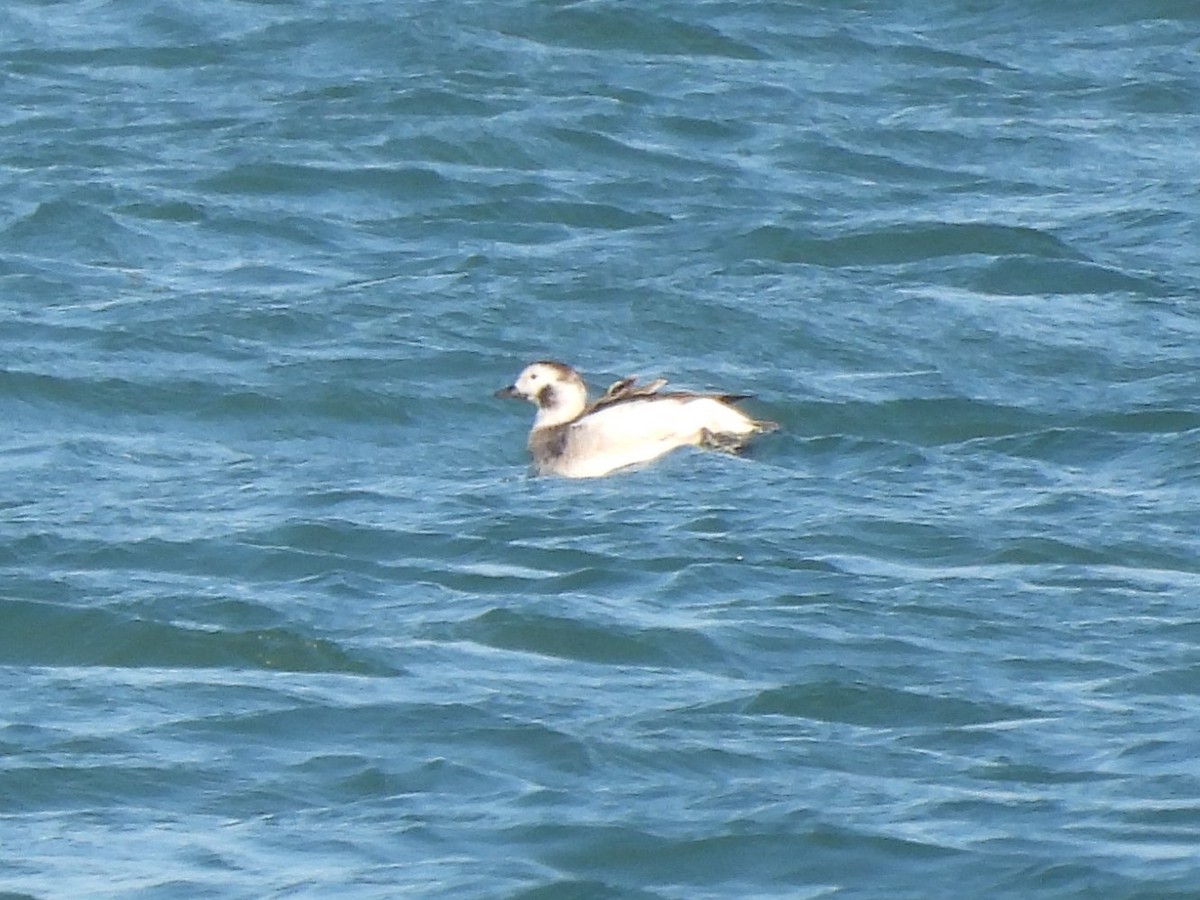 Long-tailed Duck - ML615661311