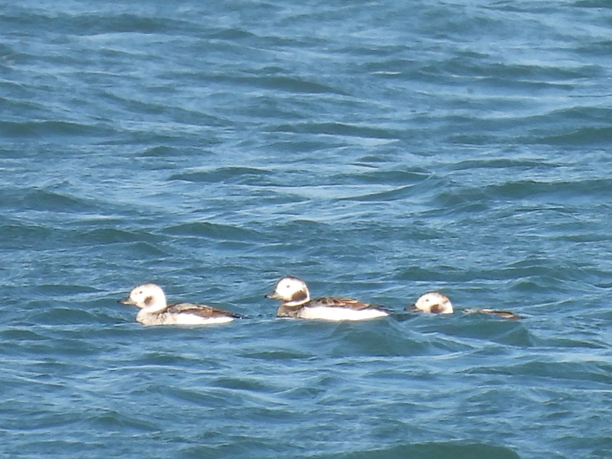 Long-tailed Duck - ML615661312