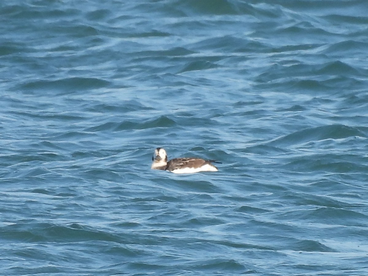 Long-tailed Duck - ML615661315