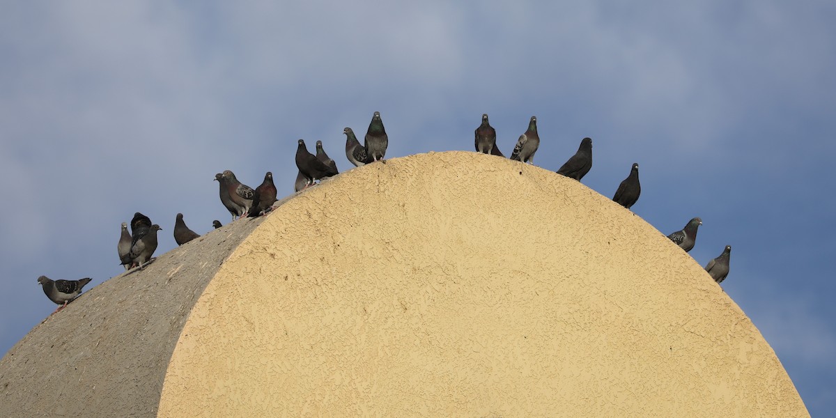 Rock Pigeon (Feral Pigeon) - ML615661453