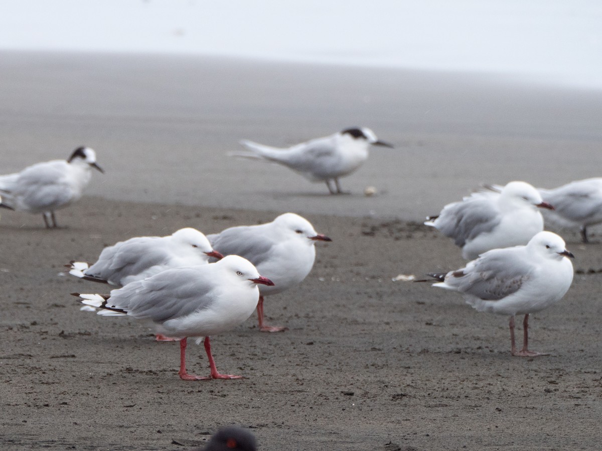 Silver Gull (Red-billed) - Jan Lile