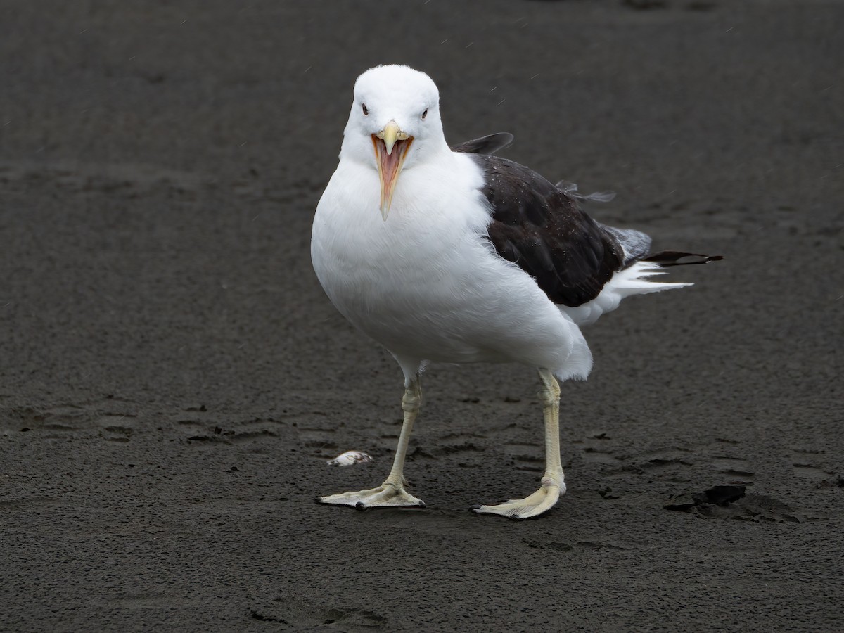 Kelp Gull (dominicanus) - Jan Lile