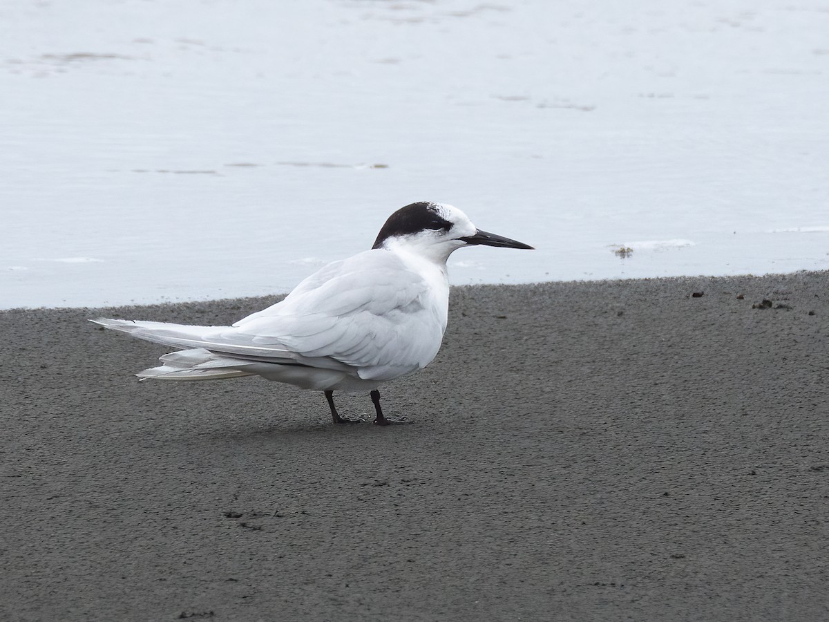 White-fronted Tern - Jan Lile