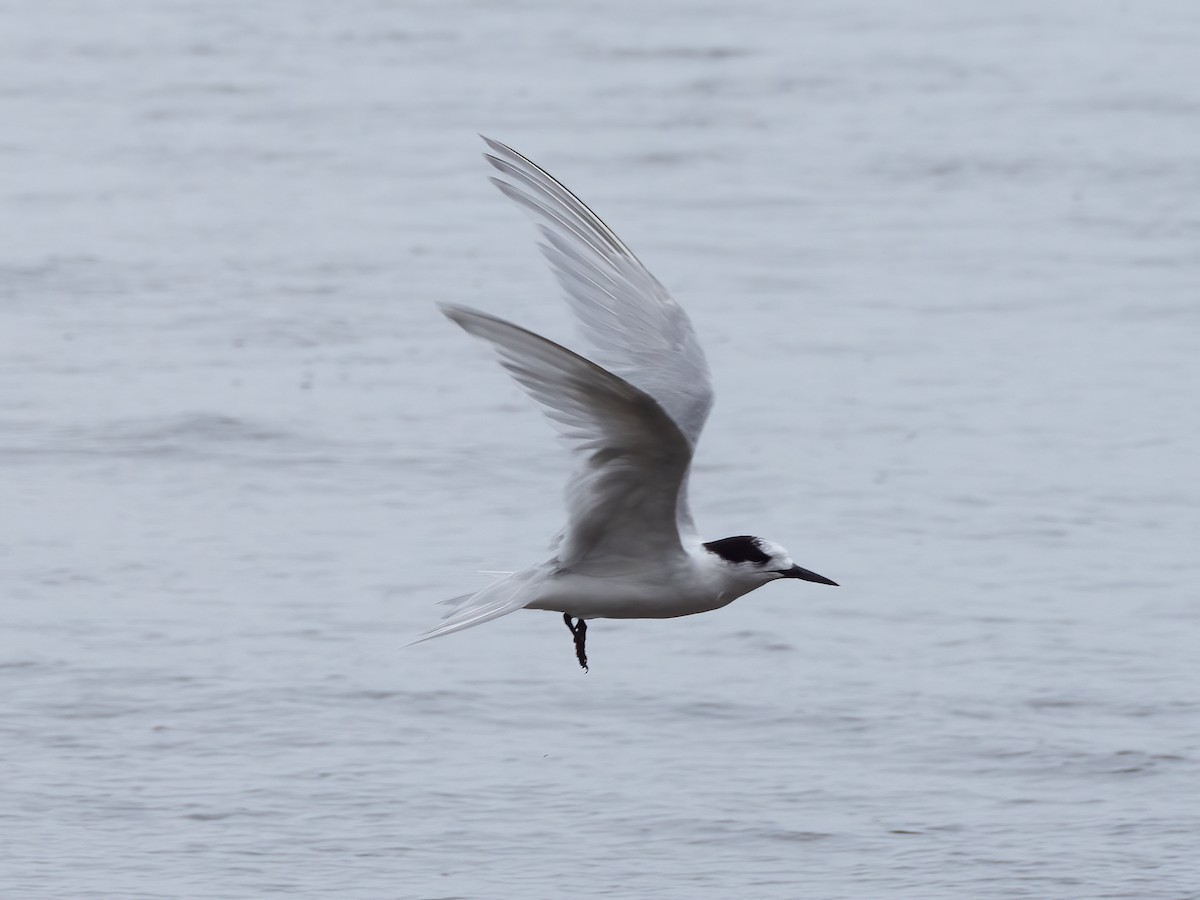 White-fronted Tern - Jan Lile