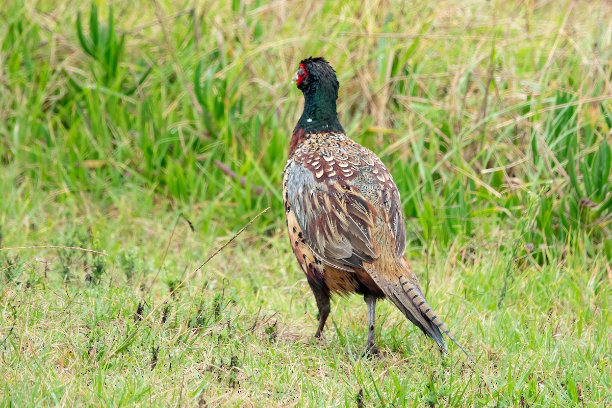 Ring-necked Pheasant - Jan Lile