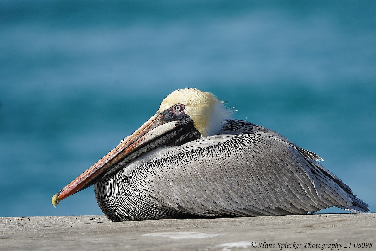 pelikán hnědý - ML615661502