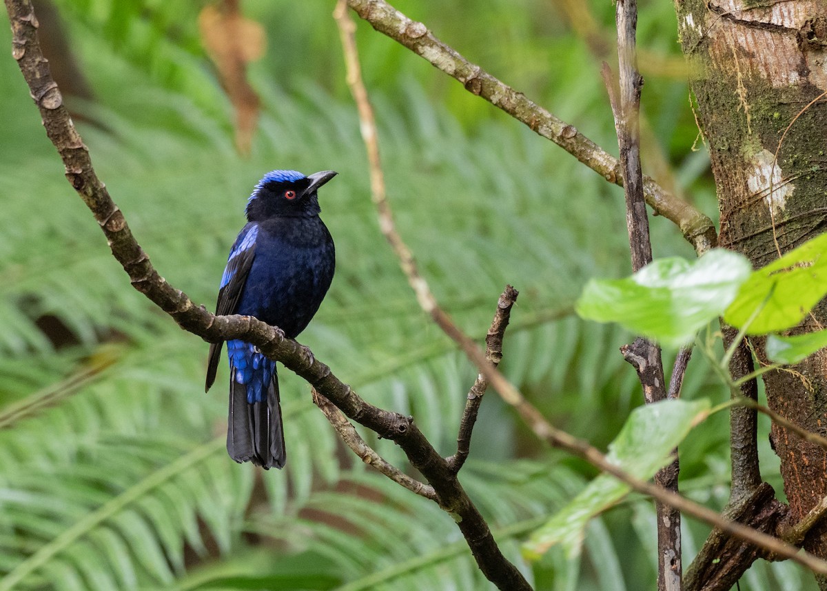 Philippine Fairy-bluebird (cyanogastra) - ML615661580