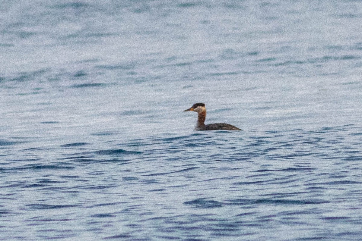Red-necked Grebe - ML615661607