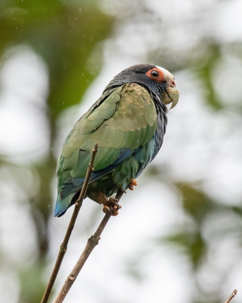 White-crowned Parrot - Kathy Hicks