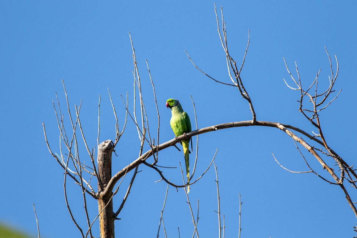 Yeşil Papağan - ML615661701