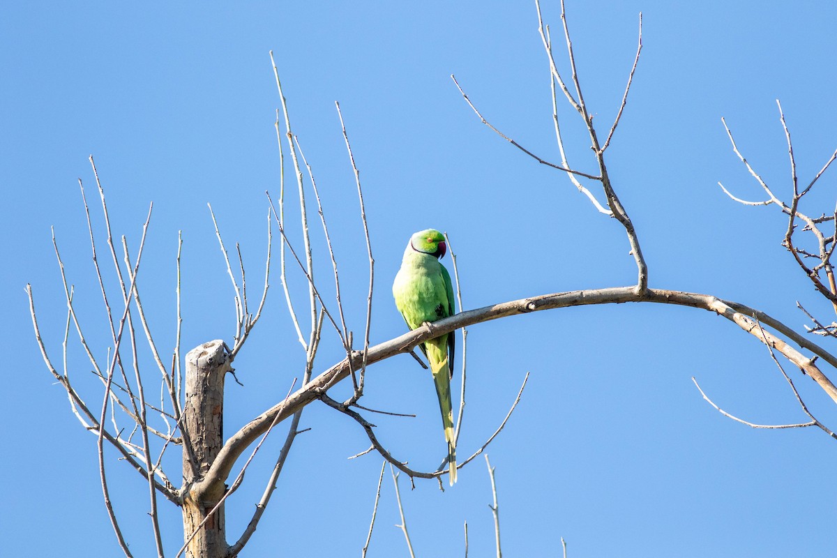 Yeşil Papağan - ML615661702