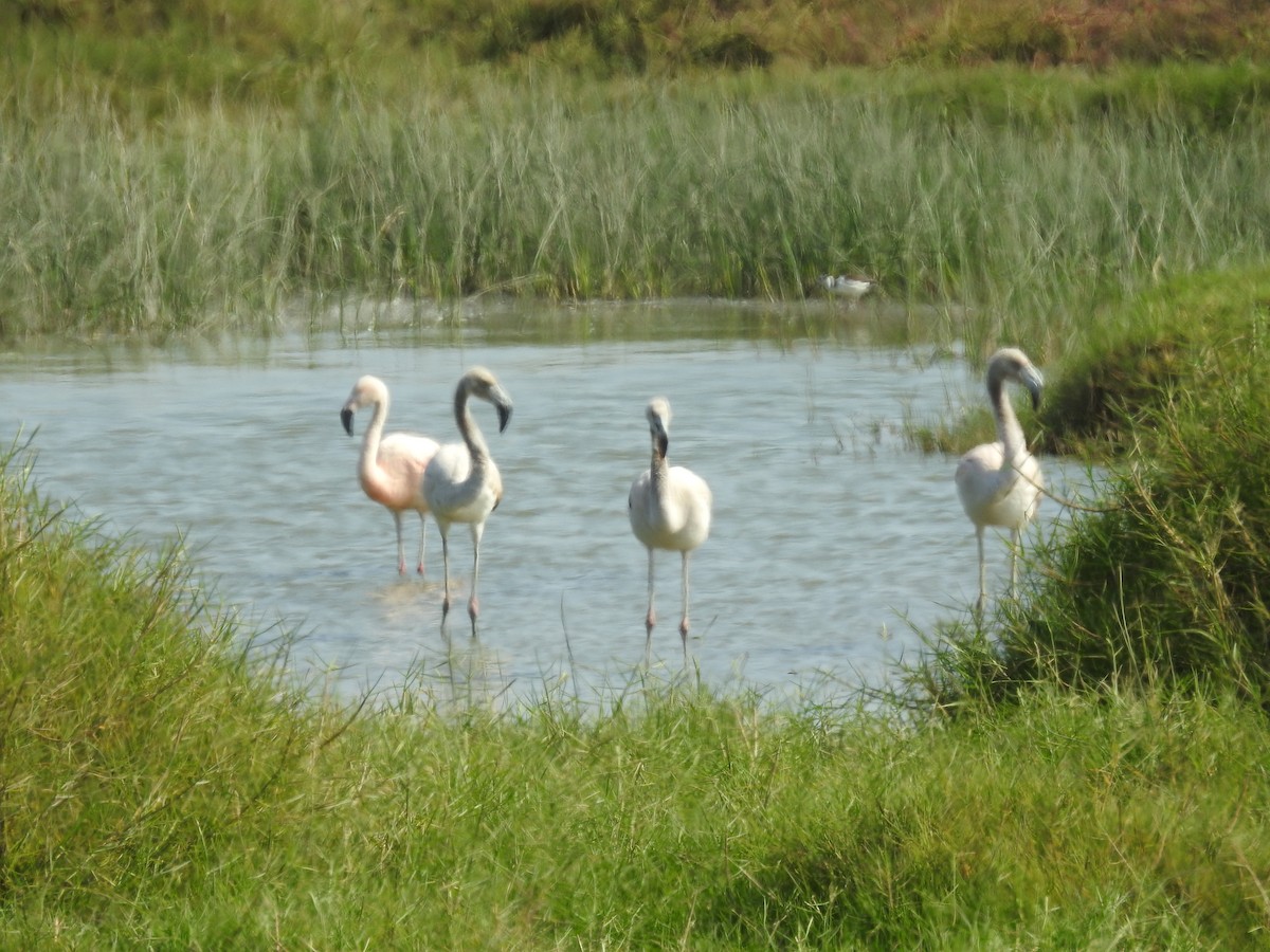 Chilean Flamingo - ML615661723