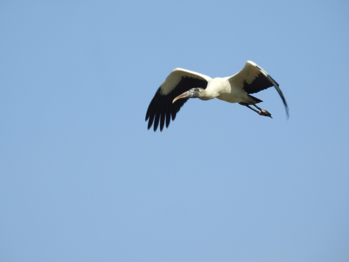 Wood Stork - ML615661790