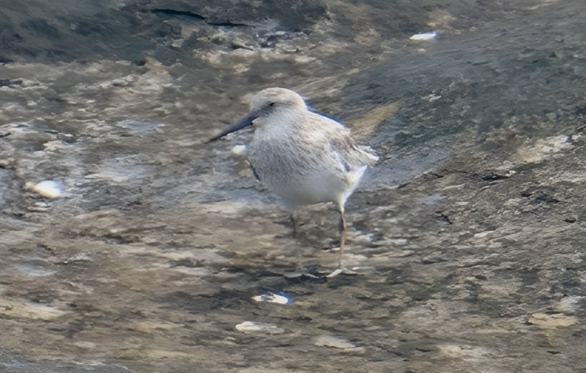 Great Knot - ML615661804