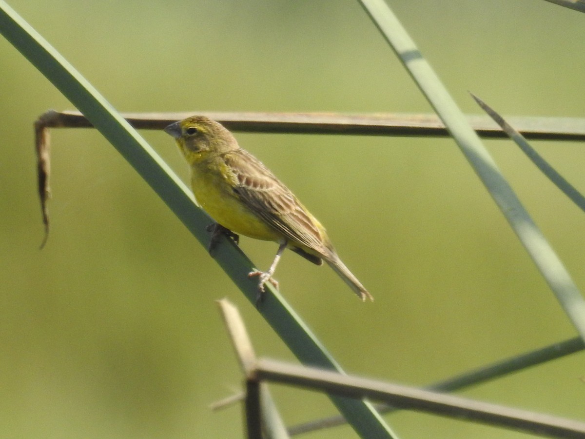 Grassland Yellow-Finch - ML615661907