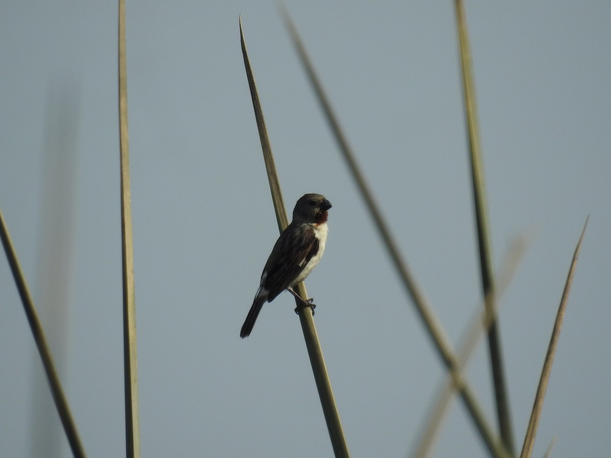 Chestnut-throated Seedeater - ML615661933