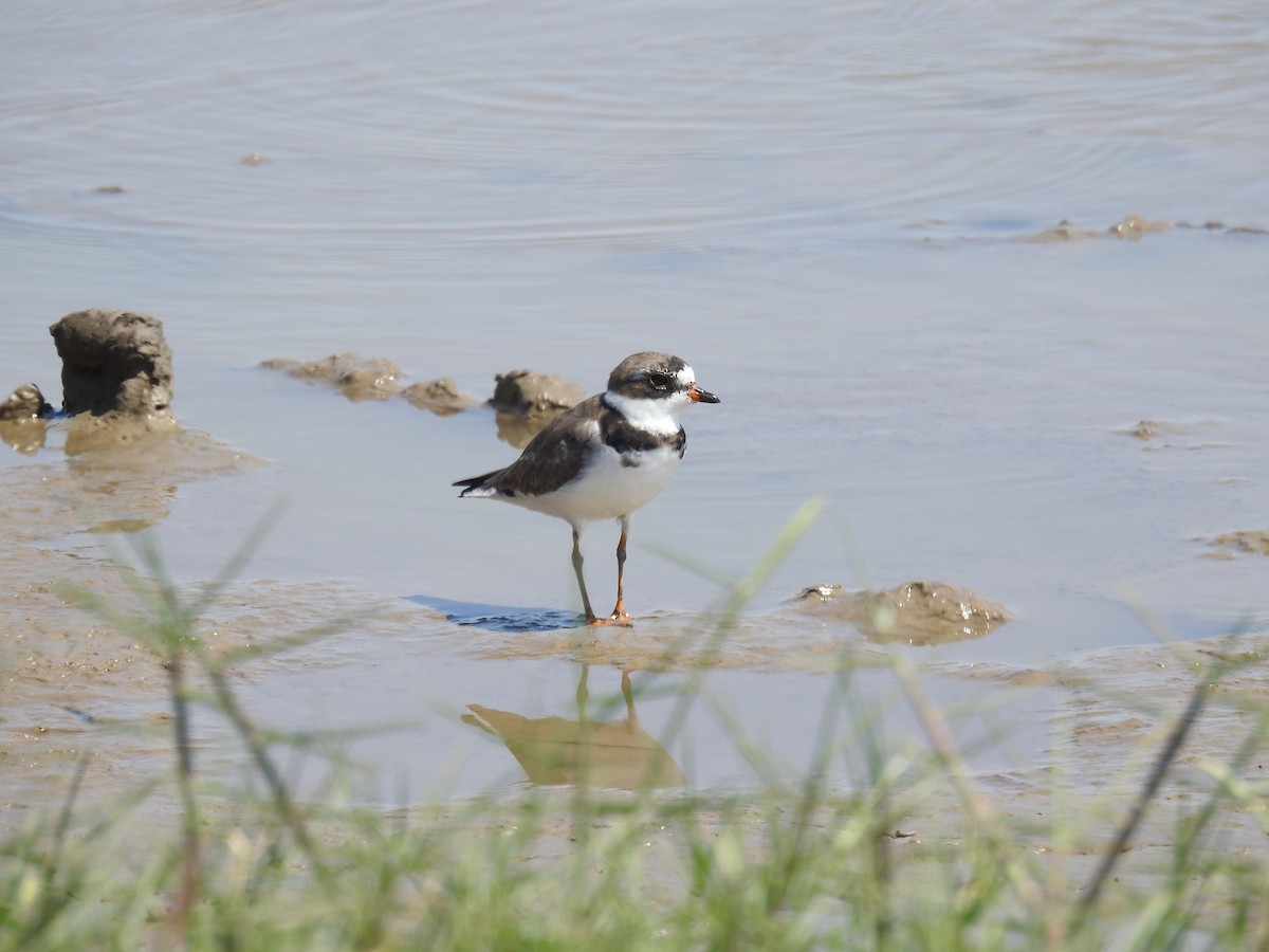 Collared Plover - ML615662003