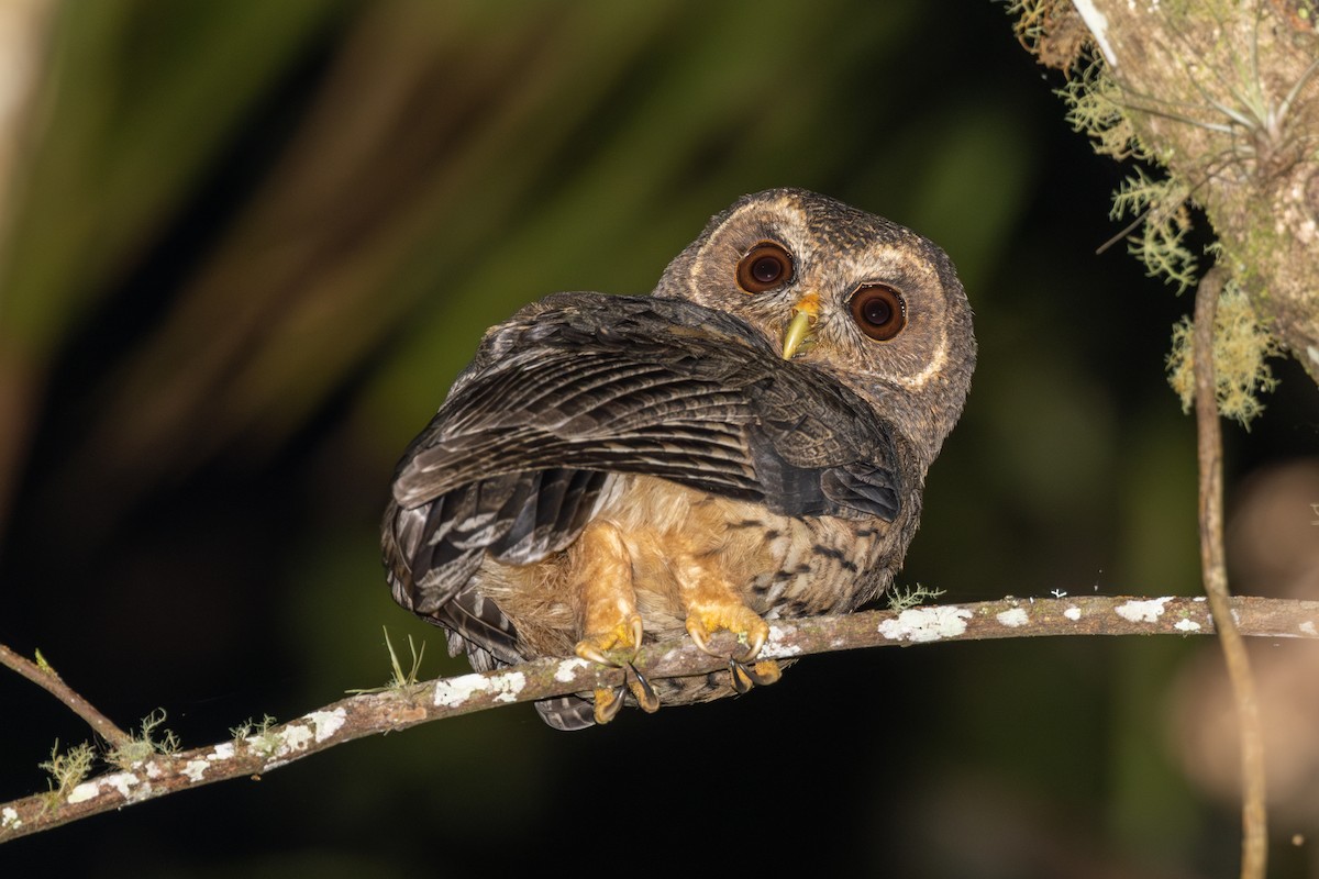 Mottled Owl (Mottled) - ML615662018