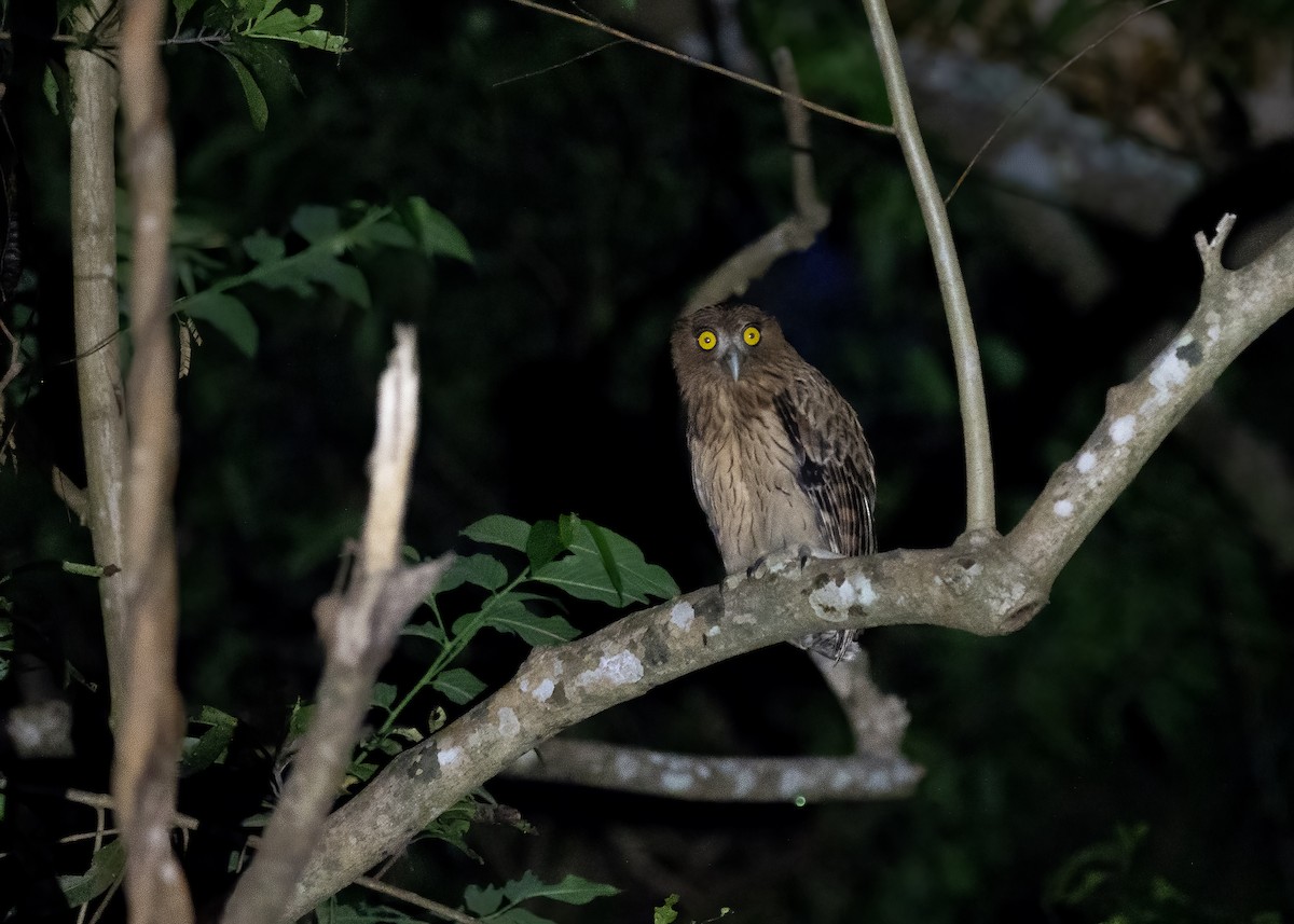 Philippine Eagle-Owl - ML615662023