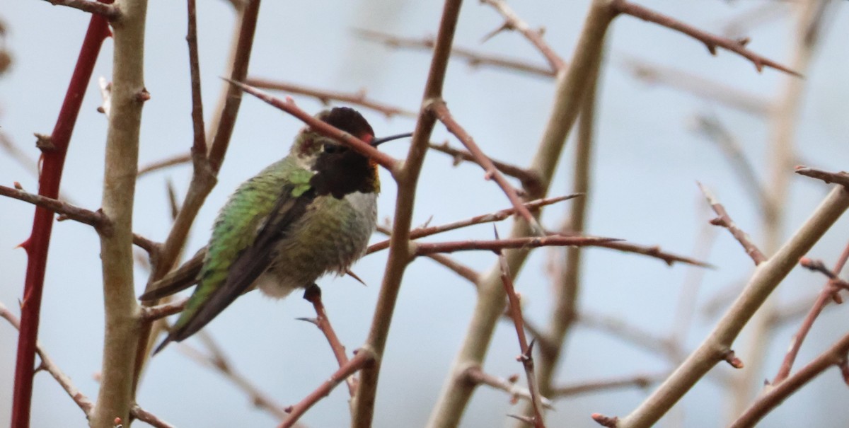 Anna's Hummingbird - ML615662064