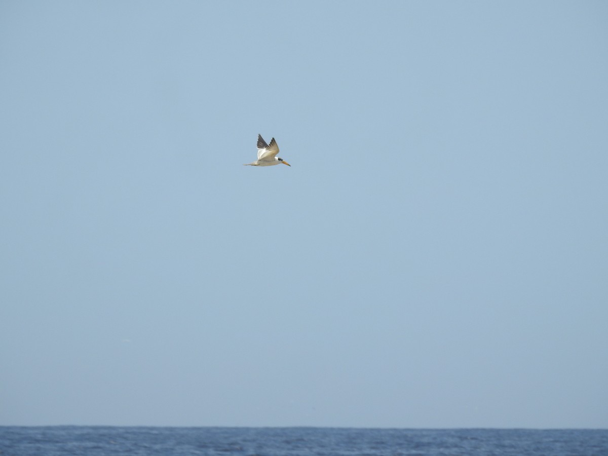 Large-billed Tern - ML615662207