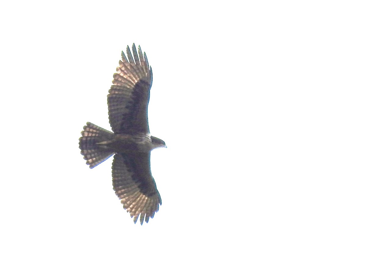 Rufous-bellied Eagle - ML615662352