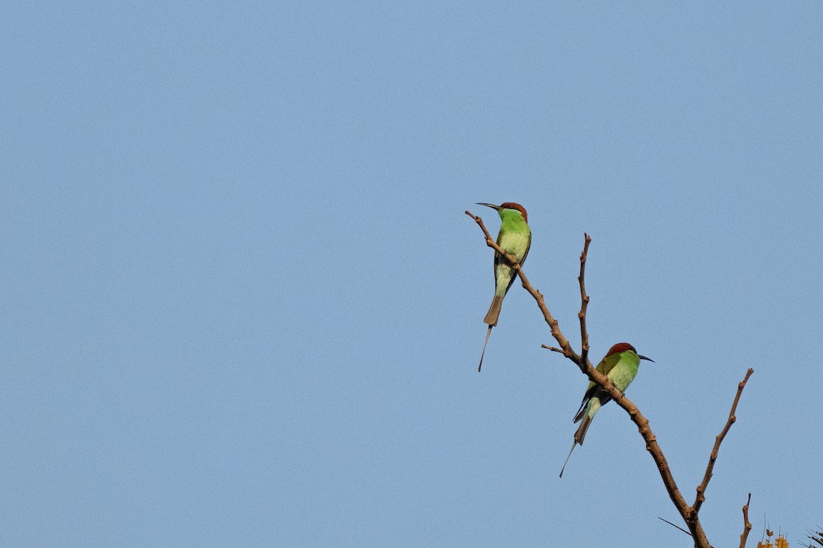 Rufous-crowned Bee-eater - ML615662362