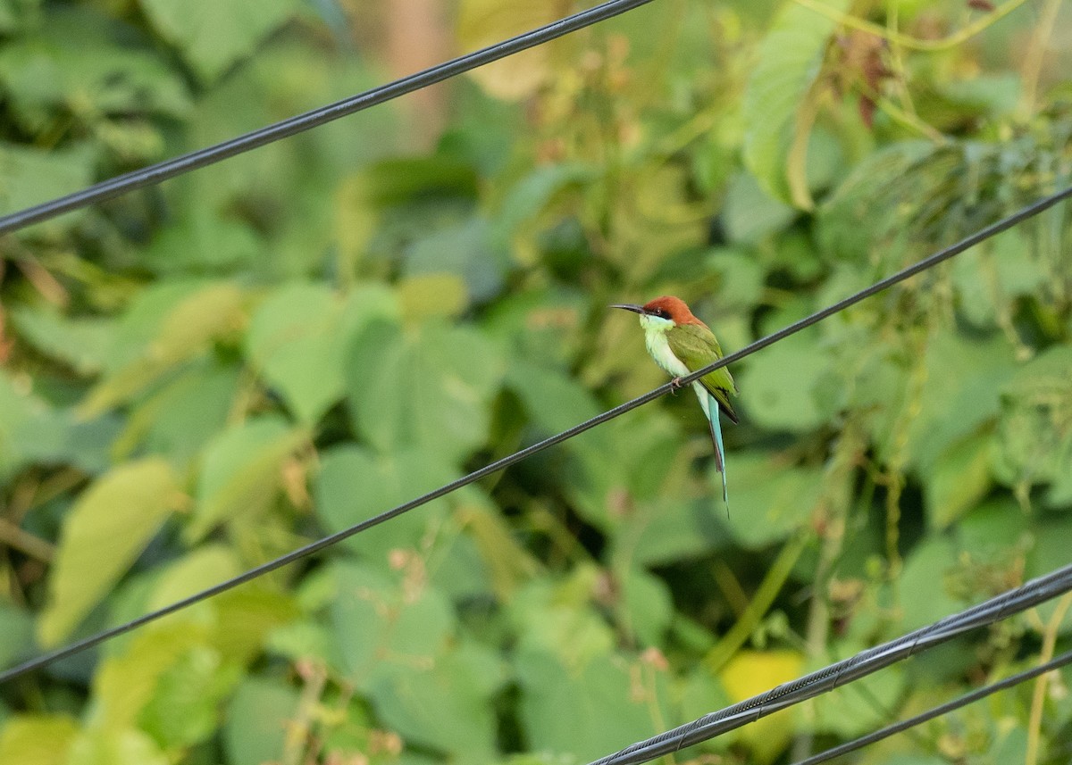 Rufous-crowned Bee-eater - ML615662363