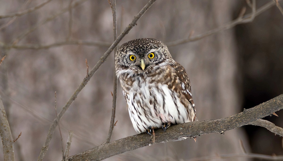 Eurasian Pygmy-Owl - ML615662395