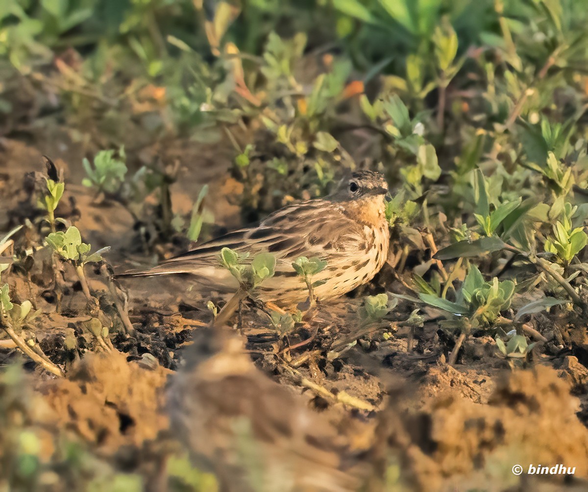 Red-throated Pipit - ML615662415