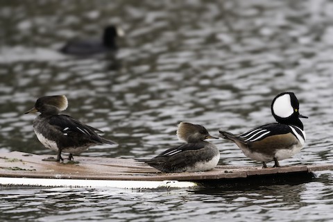 Santa Cruz CA US eBird