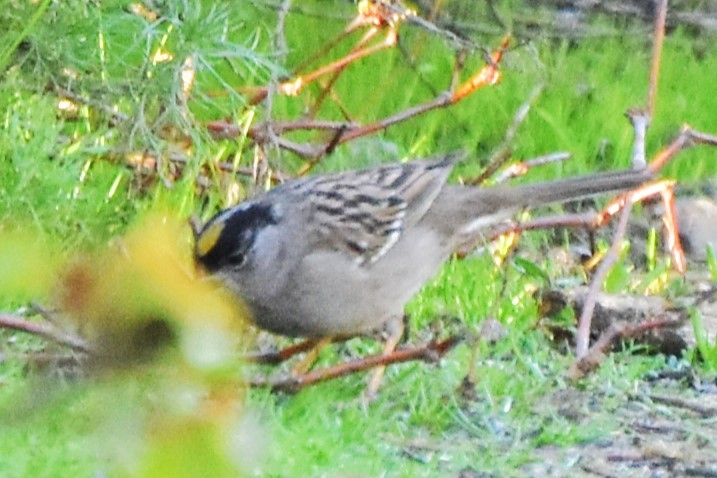 Golden-crowned Sparrow - ML615662919