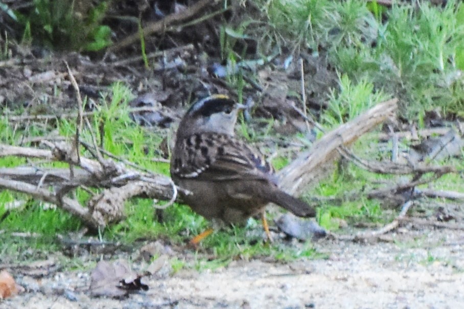 Golden-crowned Sparrow - ML615662920