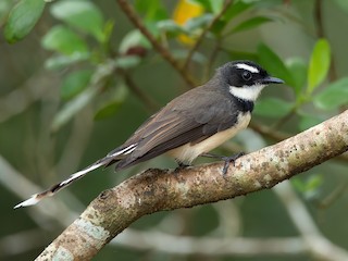  - Philippine Pied-Fantail