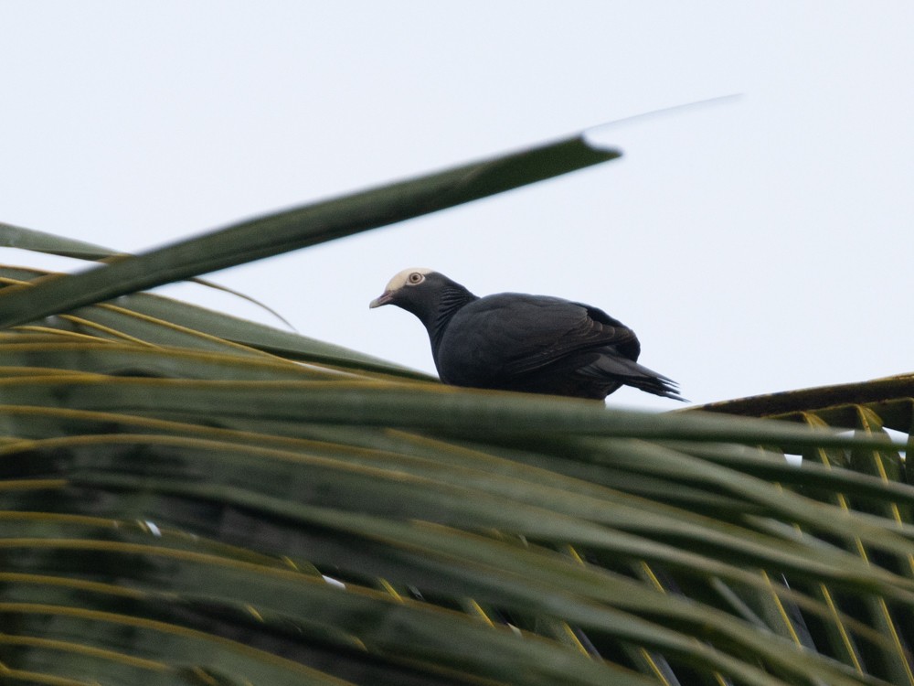 White-crowned Pigeon - ML615662944