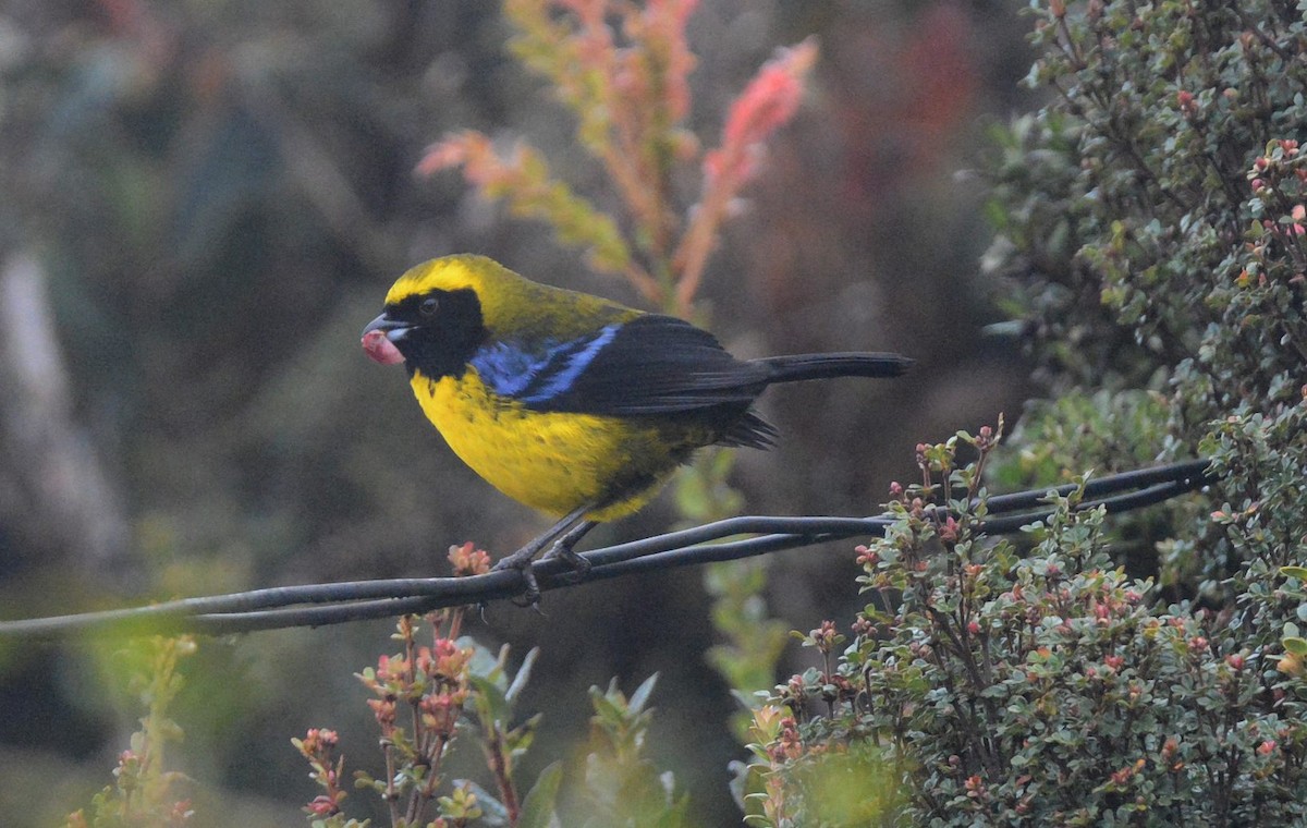 Masked Mountain Tanager - ML615663066