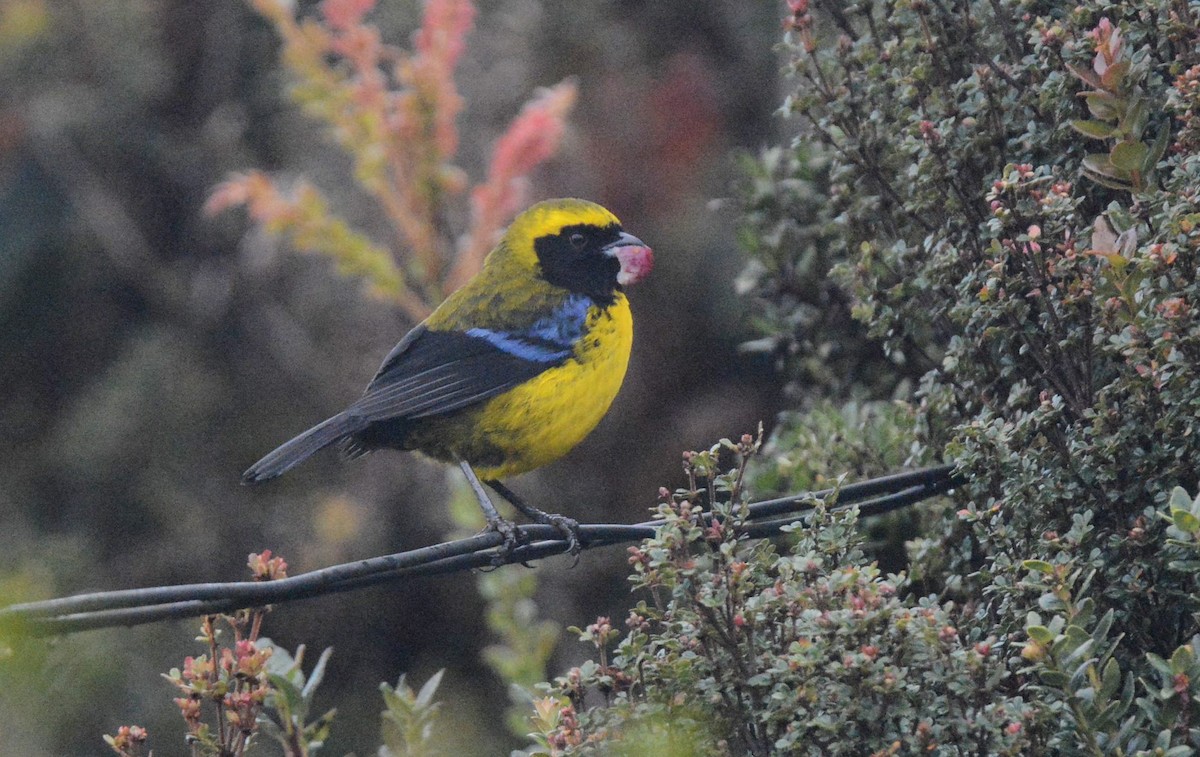 Masked Mountain Tanager - ML615663222