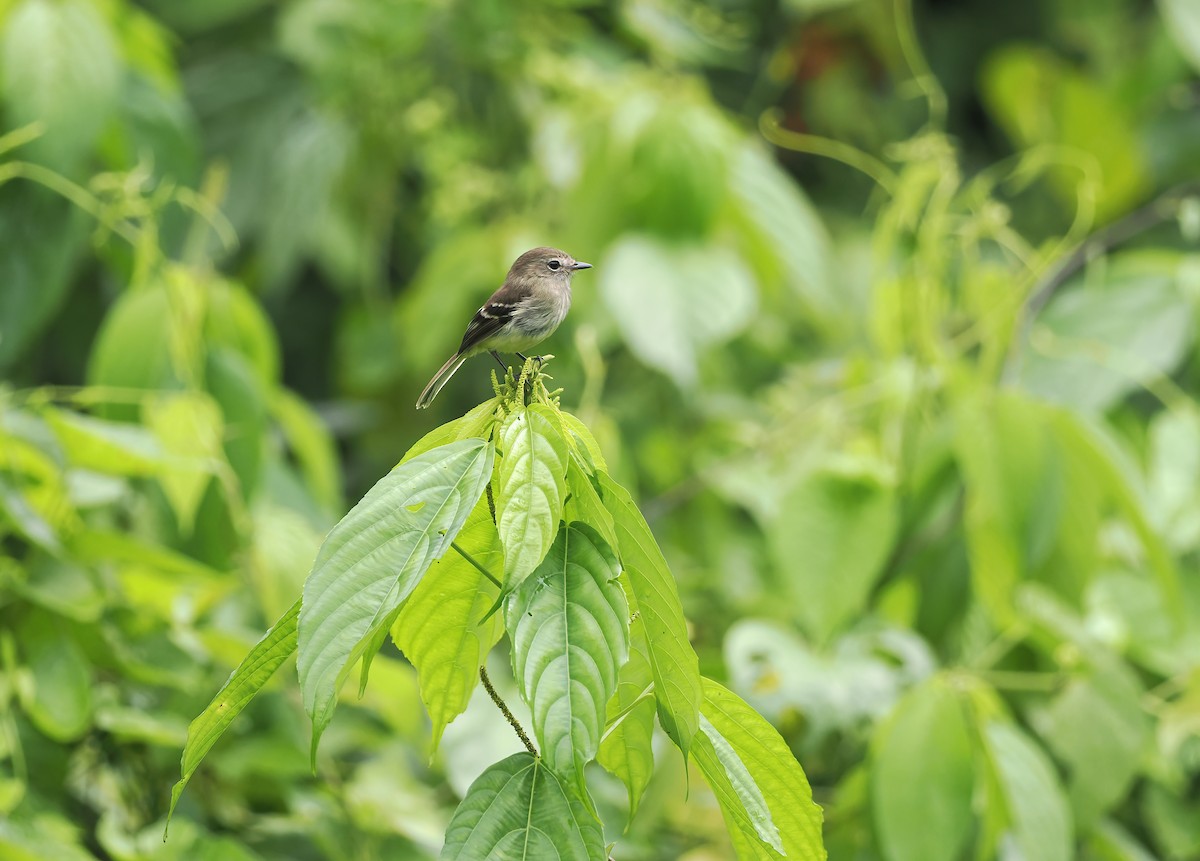 Olive-chested Flycatcher - ML615663309