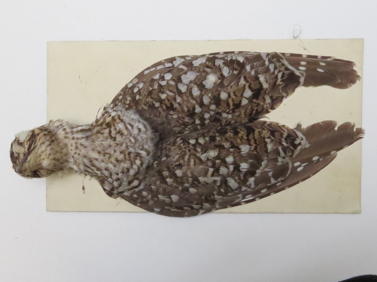 Sharp-tailed Grouse - Muskoka Bird Records Data