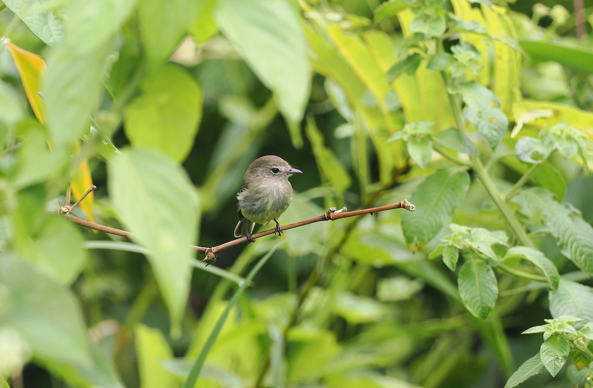 Olive-chested Flycatcher - ML615663323