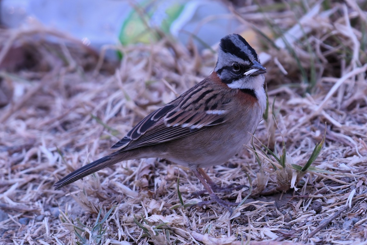 Rufous-collared Sparrow - Christian Engel