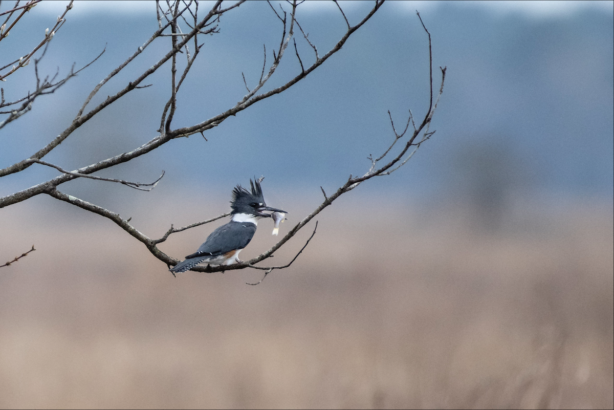 Belted Kingfisher - ML615663335