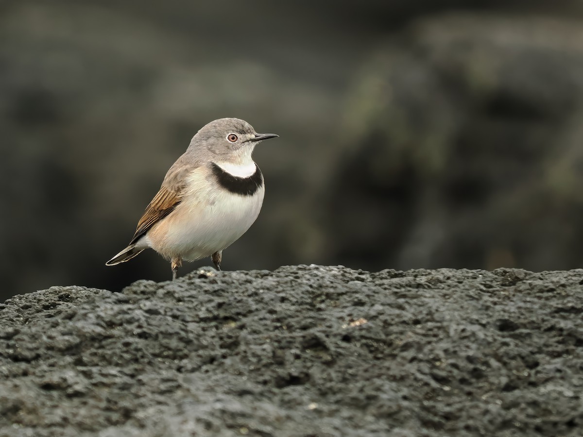 White-fronted Chat - ML615663454