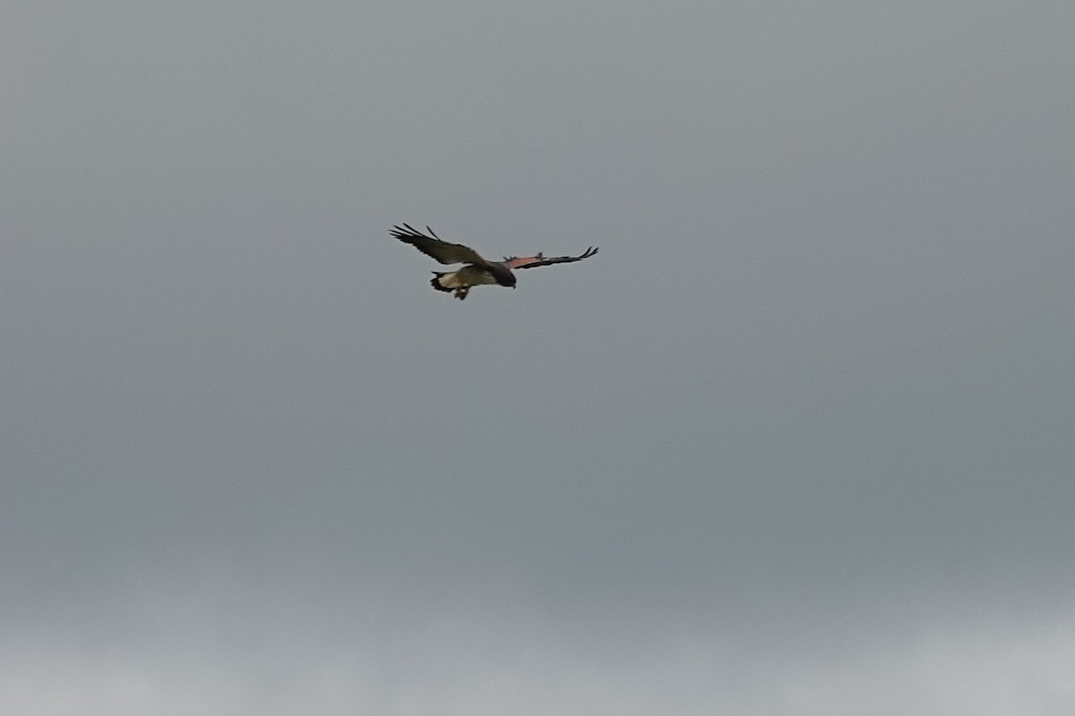 White-tailed Hawk - Darlene Betat