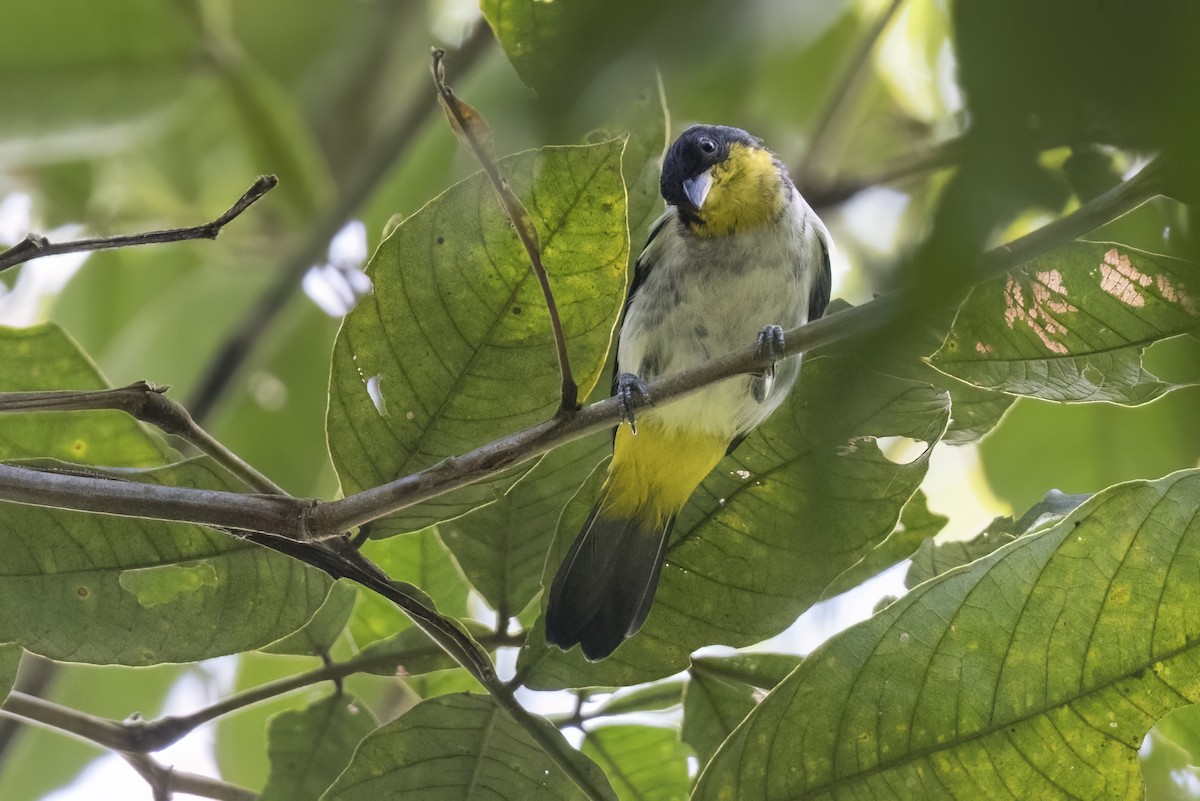 Yellow-backed Tanager - ML615663621